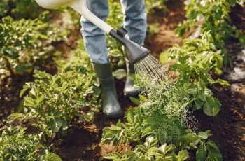 Para que serve e como aplicar Fertilizante de Calcário em plantas frutíferas