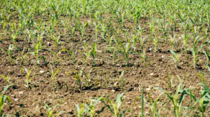 Gel para Plantio (Hidrogel)