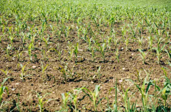 Como utilizar Adubo NPK?