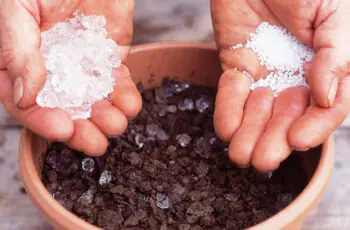 Gel para Plantio de Mudas: Como Usar e a Cada Quanto Tempo Aplicar