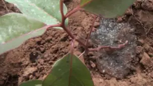 Hidrogel Aumenta a Produtividade no Plantio de Soja e Milho