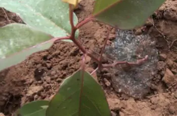 Hidrogel Aumenta a Produtividade no Plantio de Soja e Milho