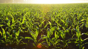 Nutrição de plantas 5 dicas para você cuidar das suas plantações