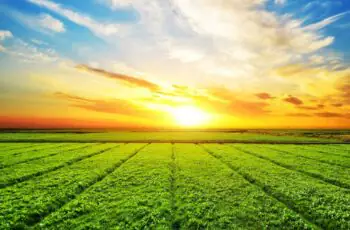 Como Proteger Suas Plantações das Pragas no Verão?