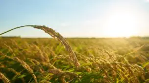 Inseticida Orgânico: Para que Serve o Óleo de Neem na Agricultura?