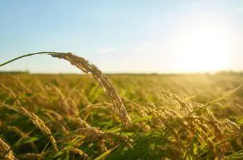 Inseticida Orgânico: Para que Serve o Óleo de Neem na Agricultura?