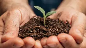 Varredura de Adubo vs Fertilizante NPK: Qual a Melhor Opção?